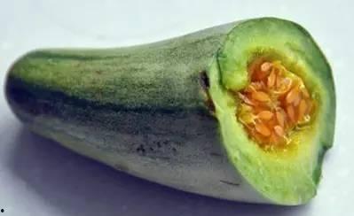牛角瓜的瓜瓤可以吃吗,可食用之谜揭晓
