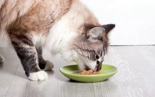 猫咪跟人抢瓜吃,猫咪抢瓜趣事