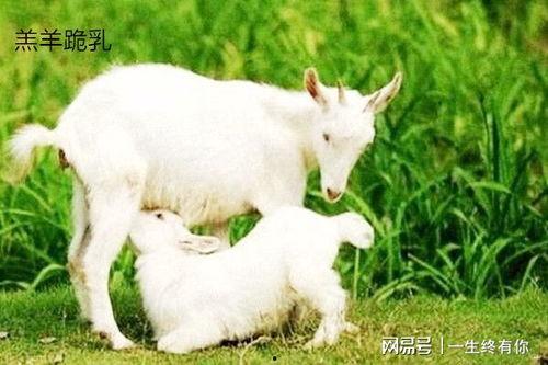 小羊吃瓜,趣味盎然的田园生活剪影