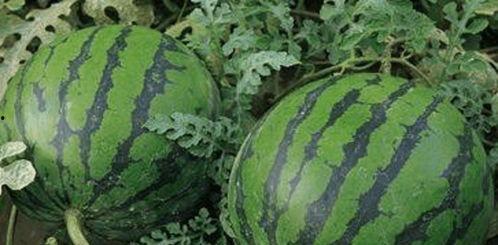 田氏吃瓜视频,揭秘娱乐圈幕后故事