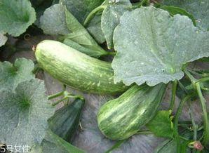 火瓜怎样吃,探索火瓜的多样美味