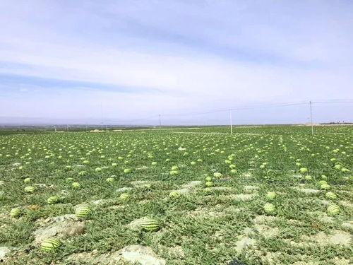 石缝瓜是石头瓜吗怎么吃,石头里的美味，独特食用方法揭秘