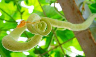 广东蛇瓜怎么吃,解锁美味新体验