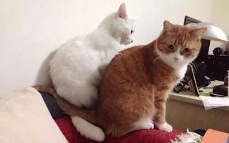 豆瓣猫组吃瓜,揭秘娱乐圈那些不为人知的“吃瓜”故事