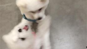 小比熊吃瓜,小比熊的夏日吃瓜日记