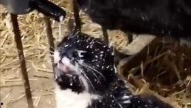 吃瓜大叔笑嘻嘻