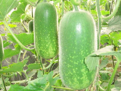 有关吃瓜的图,揭秘网络热议背后的趣味与真相