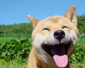 动物吃瓜搞笑句子图片,动物吃瓜搞笑瞬间大盘点