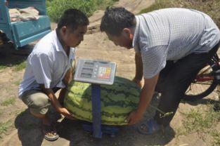 吃瓜平度,揭秘这座城市的美食传奇