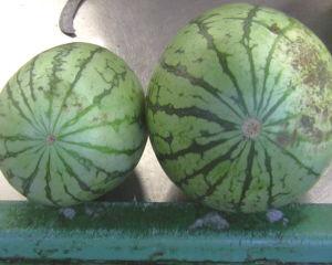 xy水星圈圈吃瓜